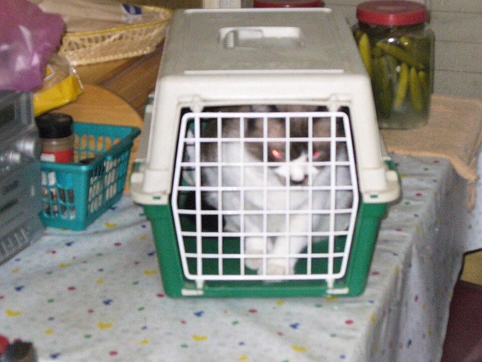 A cat resting in its travel carrier